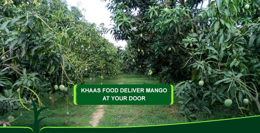 Khaas Food Mango